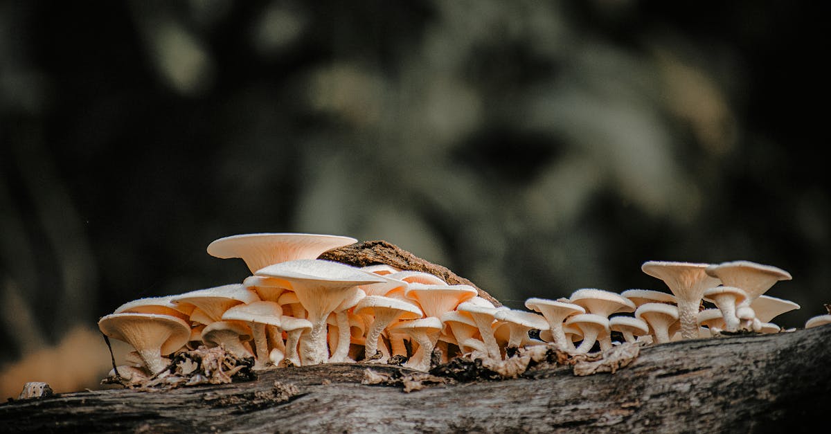 découvrez les causes, les symptômes et les traitements efficaces des céphalées en grappe, une forme rare et intensément douloureuse de maux de tête qui surviennent souvent selon des schémas cycliques. découvrez des conseils pour gérer les attaques et améliorer votre qualité de vie.