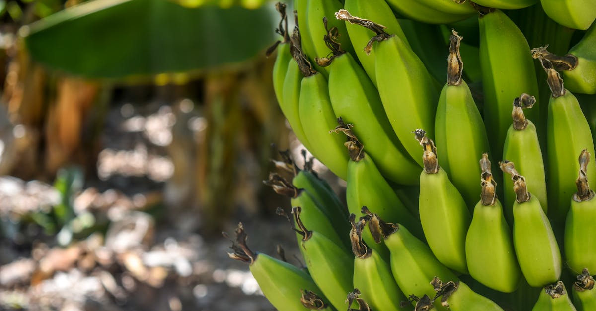 découvrez des informations et des traitements efficaces contre les céphalées en grappe, une maladie grave et débilitante. découvrez les symptômes, les causes et les dernières stratégies de gestion pour vous aider à soulager la douleur et à améliorer votre qualité de vie.