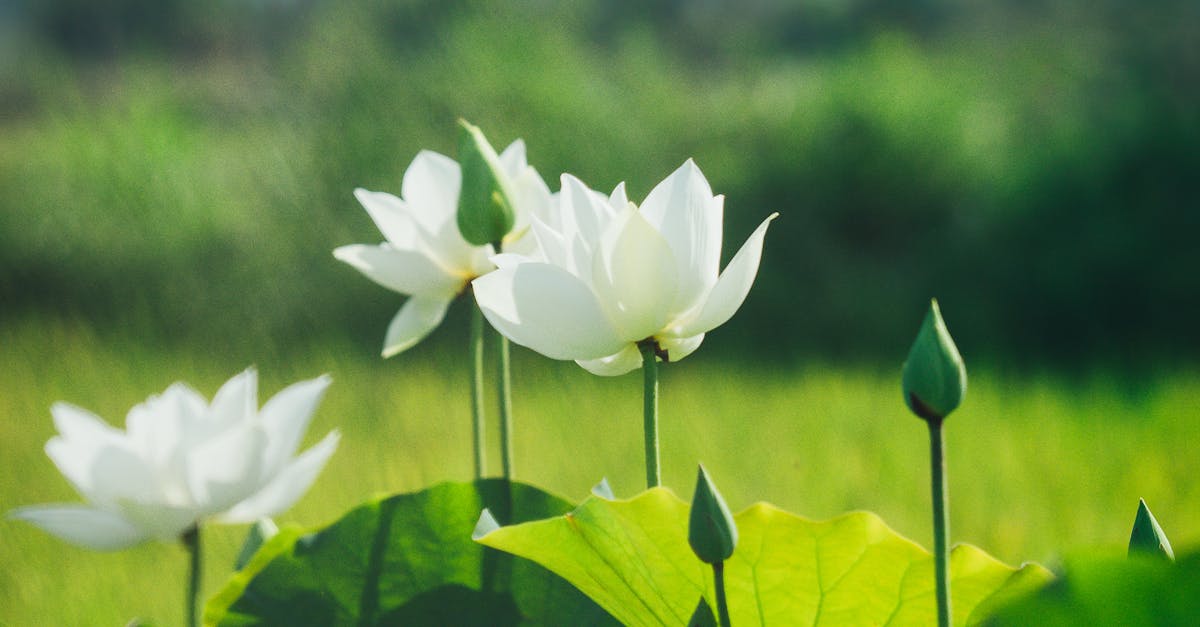 discover the transformative power of holistic approaches to wellness. explore techniques that balance mind, body, and spirit for a healthier, more fulfilling life.