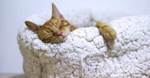 discover the best sleeping postures for a restful night's sleep. learn how different positions can impact your health, comfort, and overall well-being. improve your sleep quality with our expert tips and insights.
