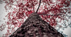 explore the captivating world of vertigo, a condition that affects balance and perception. learn about its causes, symptoms, and treatments, while uncovering the intriguing science behind this sensation of dizziness and spinning. discover resources for managing vertigo and enhancing your quality of life.