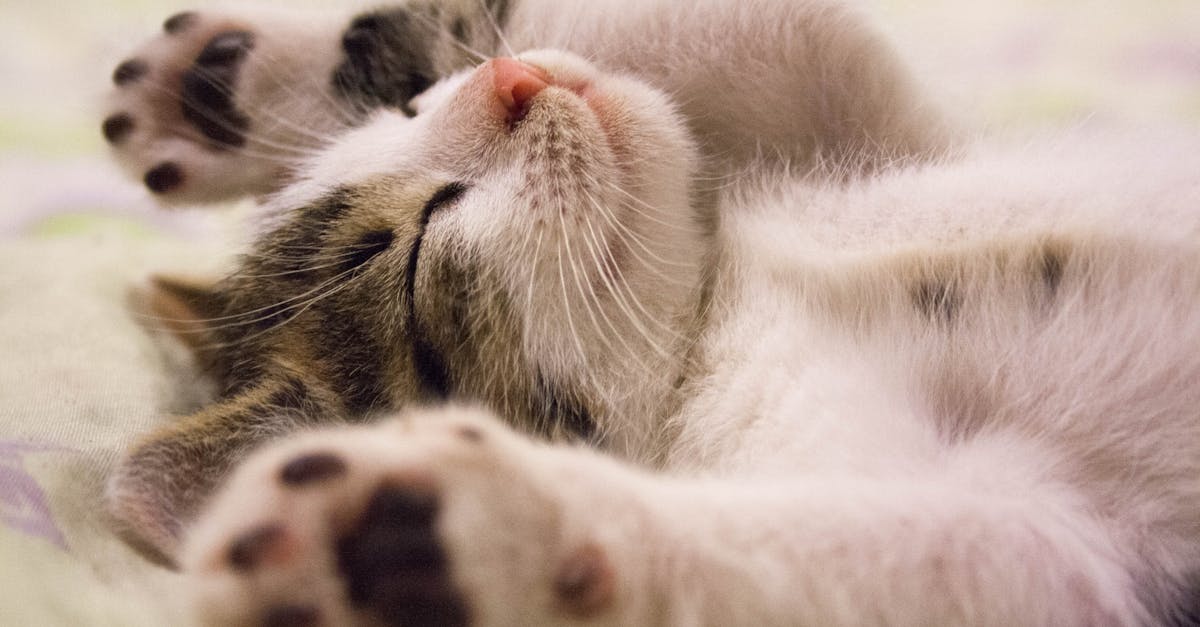 discover the importance of sleep for overall health and well-being. explore tips for improving sleep quality, understanding sleep cycles, and uncovering the benefits of a good night's rest.