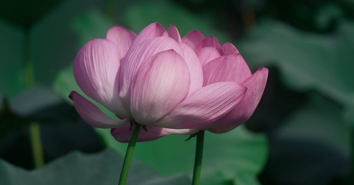 experience the serene beauty of tranquility, where peace and calm embrace your soul. discover the art of relaxation and find harmony in your everyday life.