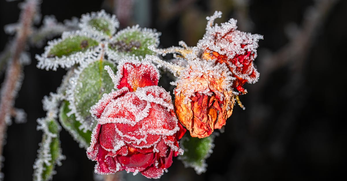 discover effective insights into frozen shoulder, a common condition causing pain and stiffness. learn about its symptoms, causes, and treatment options to regain mobility and enhance your quality of life.