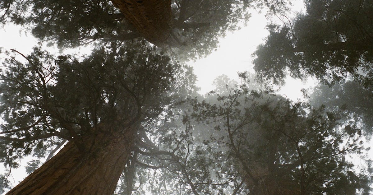 explore the thrilling concept of vertigo, a sensation of spinning or dizziness that can be triggered by various conditions. discover its causes, symptoms, and effective treatments to manage and overcome this disorienting experience.
